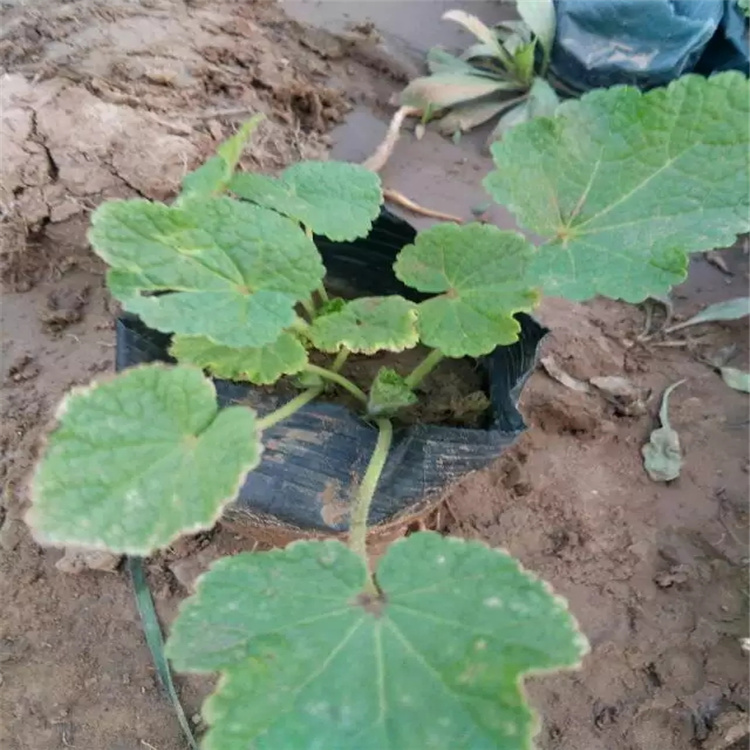蜀葵价格 蜀葵种植基地 山东蜀葵精选厂家 厂家直供 江瑞园艺