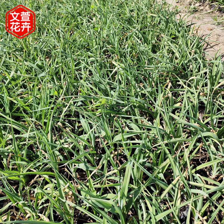金娃娃萱草价格 青州草花 找文萱买好花