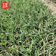 金娃娃萱草种植基地 宿根花卉基地 基地供应