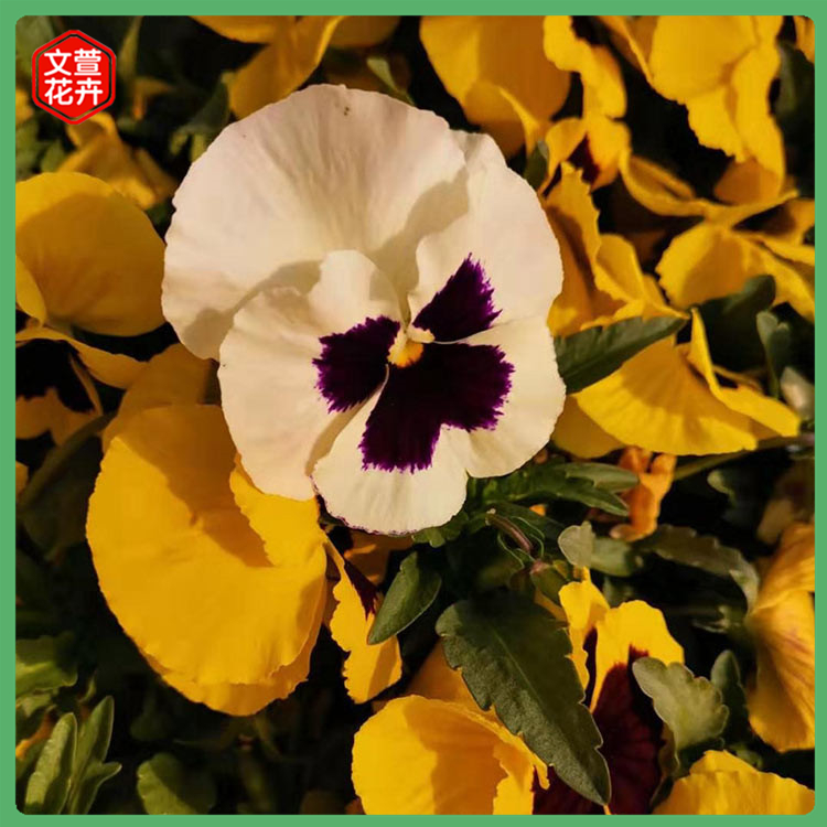 三色堇盆栽 青州草花基地 绿化三色堇小苗