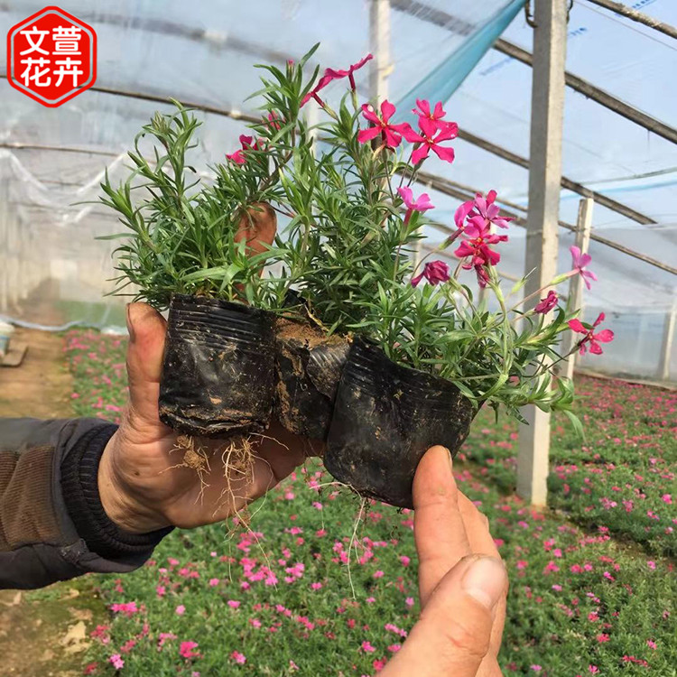 潍坊芝樱花 量大从优 芝樱花 丛生福禄考价格