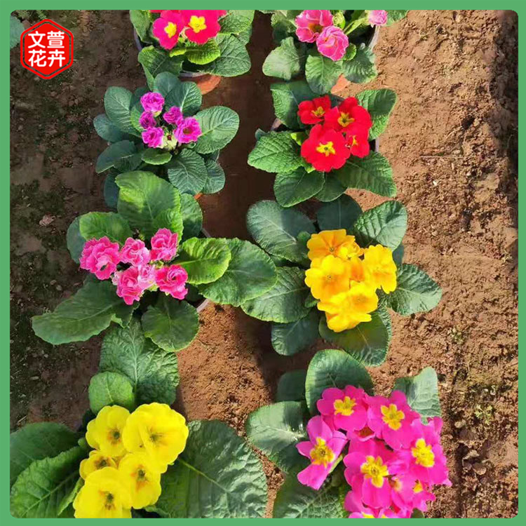 购买三色堇 庭院观赏花卉 文萱三色堇批发商