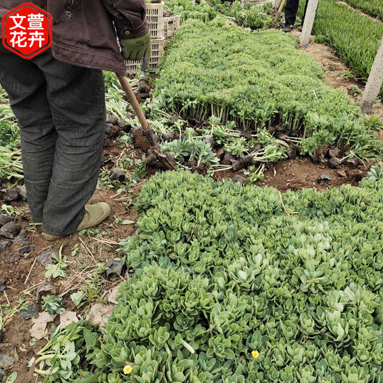 八宝景天培育基地 八宝景天营养杯苗 多年生草本植物