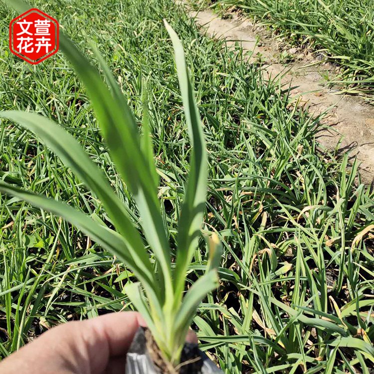 金娃娃萱草批发 山东花卉培育 订购报价