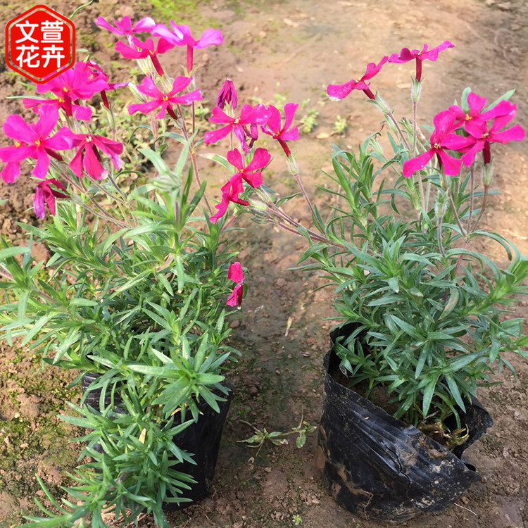 丛生福禄考价格 山东丛生福禄考种苗 宿根花卉出售 丛生福禄考种苗