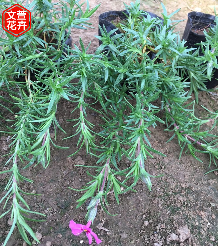 青州芝樱花 宿根花卉出售 芝樱花 丛生福禄考基地