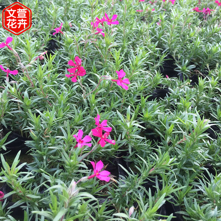 芝樱 花海景观工程 丛生福禄考 福禄考 多年生耐寒花卉