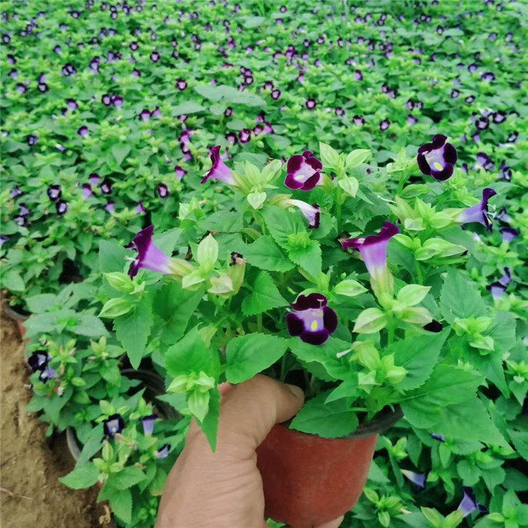 夏堇花营养杯苗 夏堇盆栽 夏堇基地供应  卓彩基地