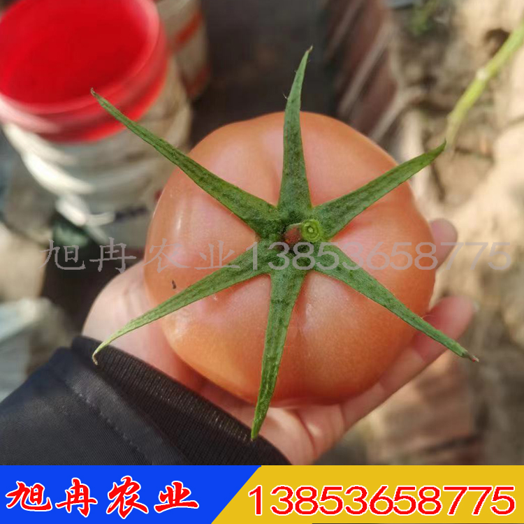 西红柿种子 粉果西红柿苗 旭冉农业