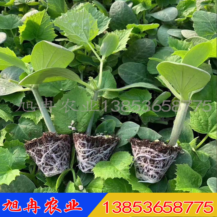 黄瓜嫁接苗 黄瓜种子 旭冉农业强雌黑油亮黄瓜 现货直销
