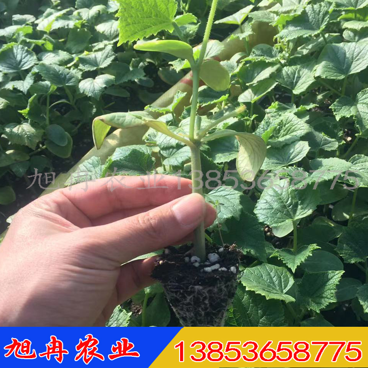 黄瓜苗 德瑞特品种 旭冉农业 黄瓜种苗批发