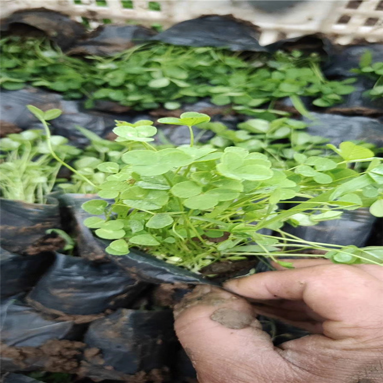 山东三叶草 三叶草价格三叶草基地 双色盆三叶草 绿化工地