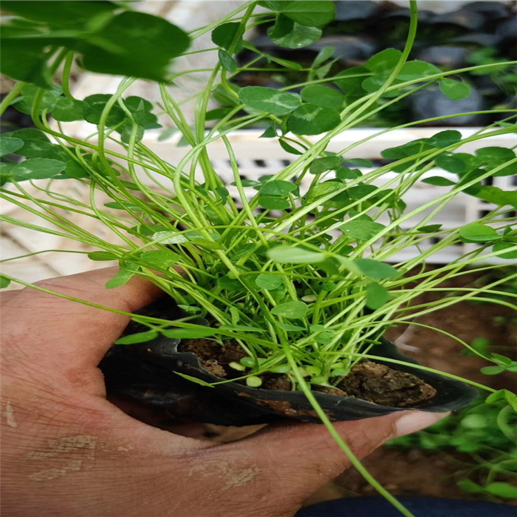 白三叶价格 白三叶种植基地 山东白三叶批发 白三叶精选厂家 厂家直销