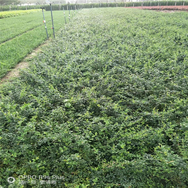 迎春花价格 迎春花种植基地 迎春花厂家直供 江瑞园艺迎春花现货供应 欢迎选购