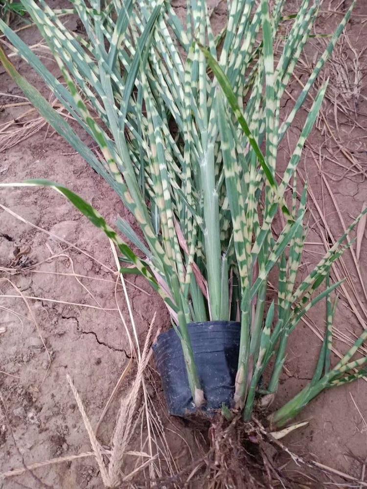 斑叶芒批发 斑叶芒种子价格 多芽斑叶芒