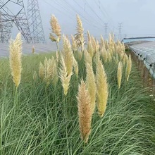 观赏草 矮蒲苇价格 矮蒲苇批发商