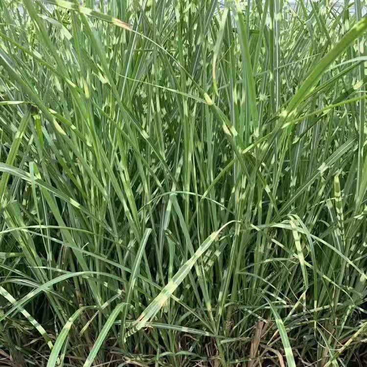 青州观赏草 多芽斑叶芒 山东斑叶芒