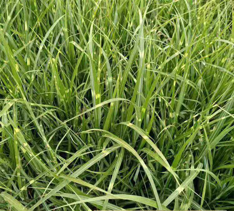 多芽斑叶芒苗批发 杯苗斑叶芒价格 金酒吧
