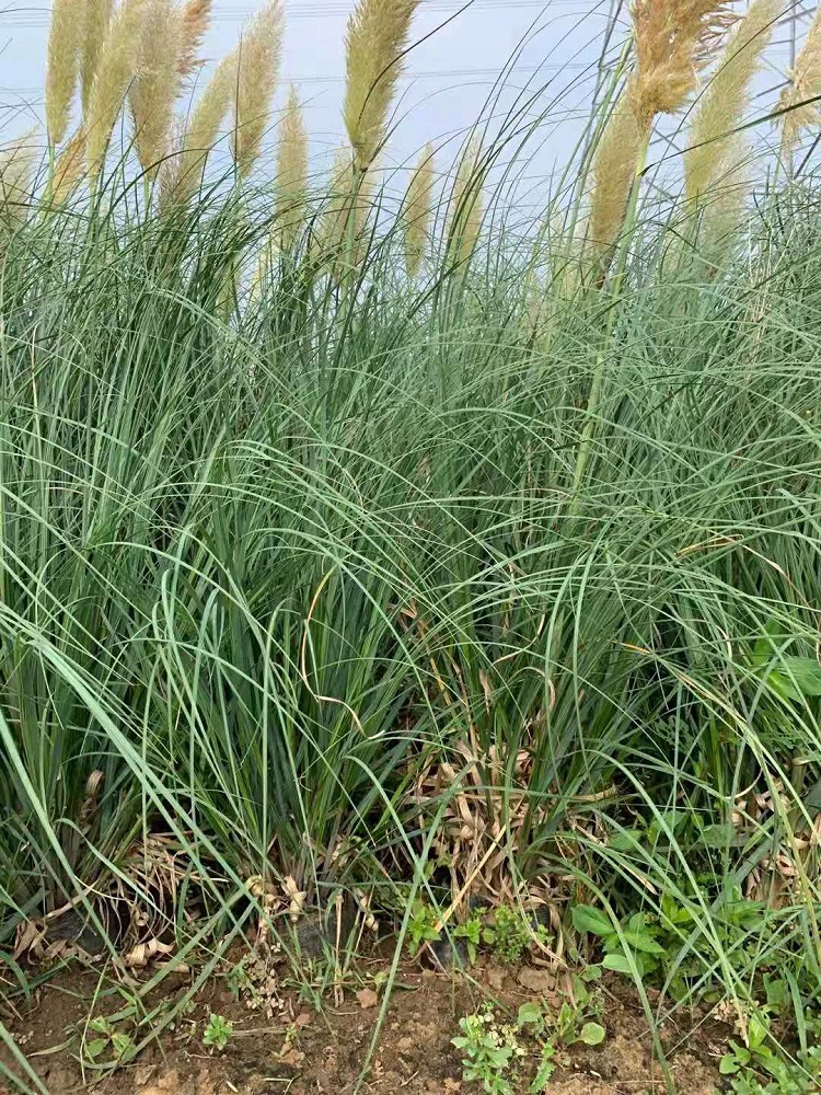 多年生观赏草 矮蒲苇批发