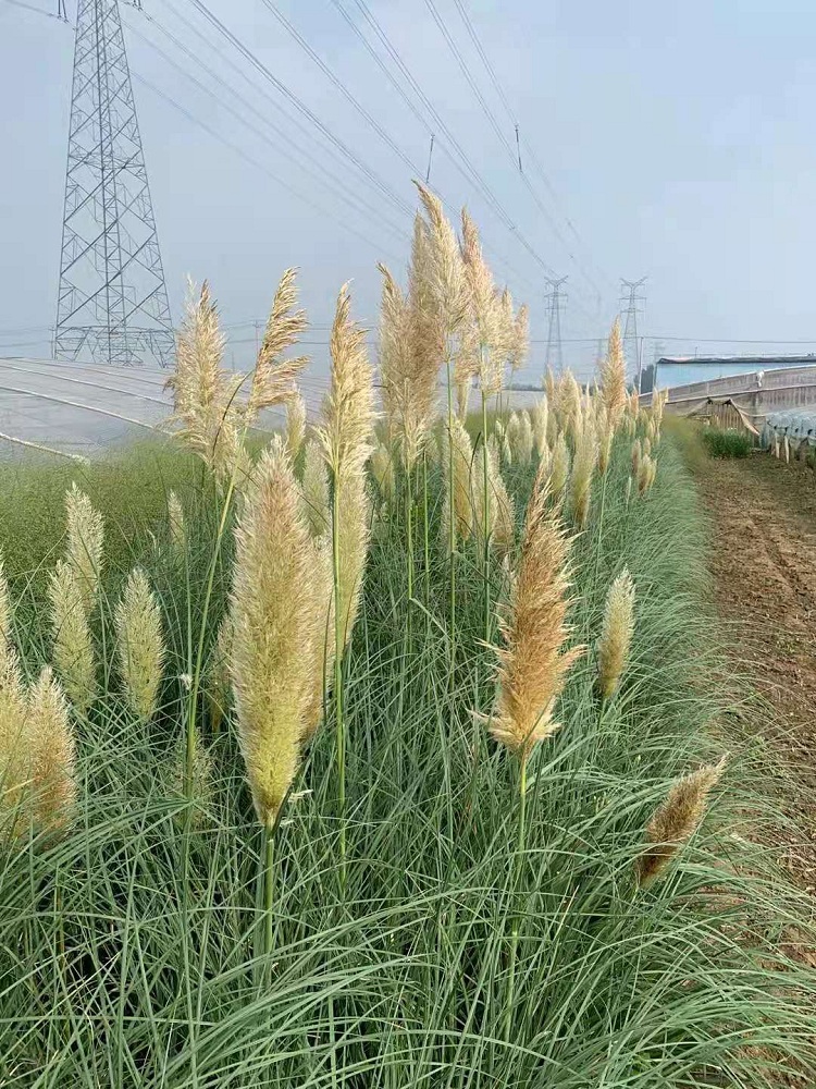观赏草基地 矮蒲苇价格 矮蒲苇批发 顺和花卉
