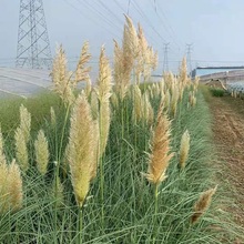 观赏草基地 矮蒲苇价格 矮蒲苇批发 顺和花卉