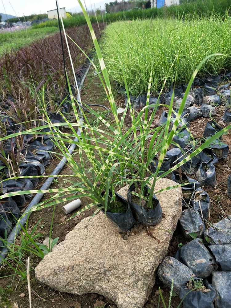 绿化斑叶芒 观赏草斑叶芒 斑叶芒种子价格
