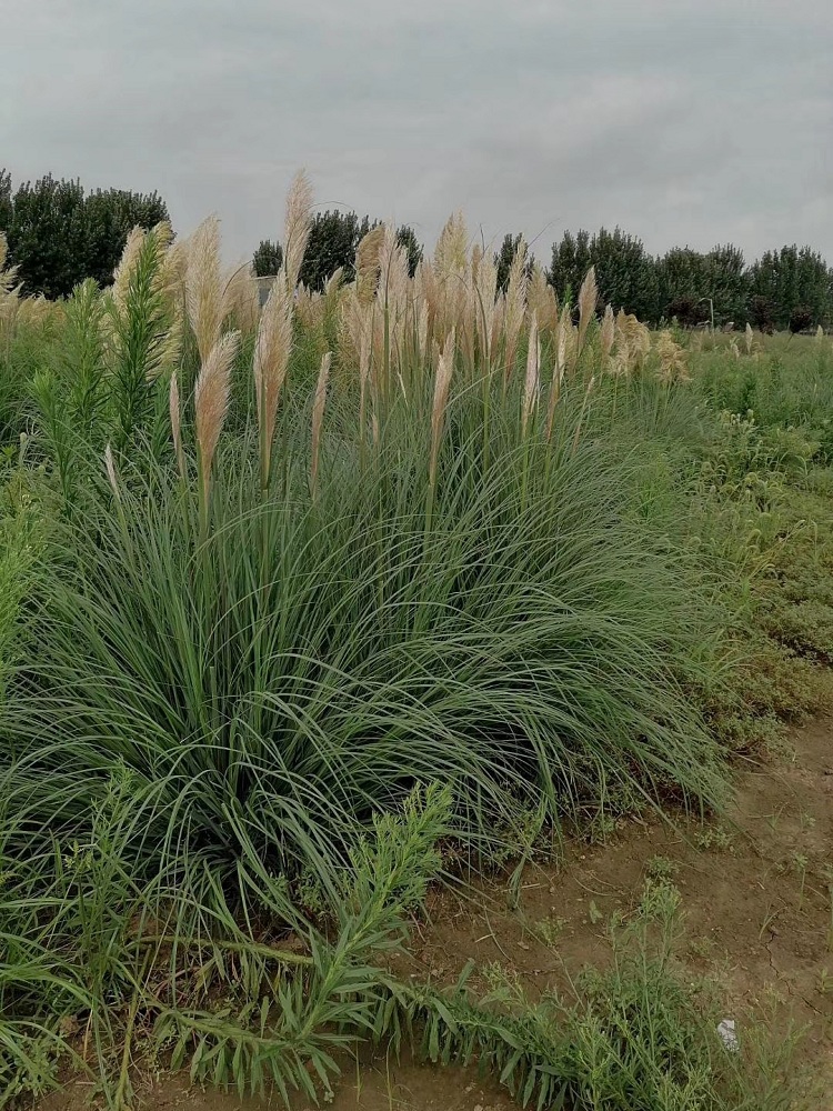 小杯矮蒲苇 营养袋矮蒲苇 矮蒲苇种植基地