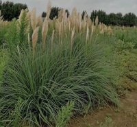 小杯矮蒲苇 营养袋矮蒲苇 矮蒲苇种植基地