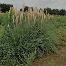 小杯矮蒲苇 营养袋矮蒲苇 矮蒲苇种植基地
