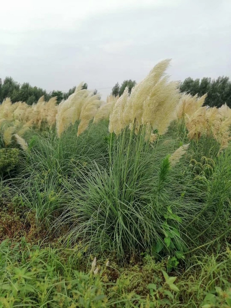多芽矮蒲苇