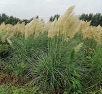 多芽矮蒲苇