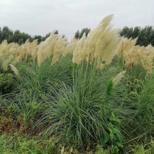 多芽矮蒲苇