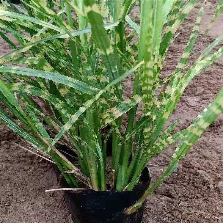 山东观赏草 斑叶芒 青州斑叶芒
