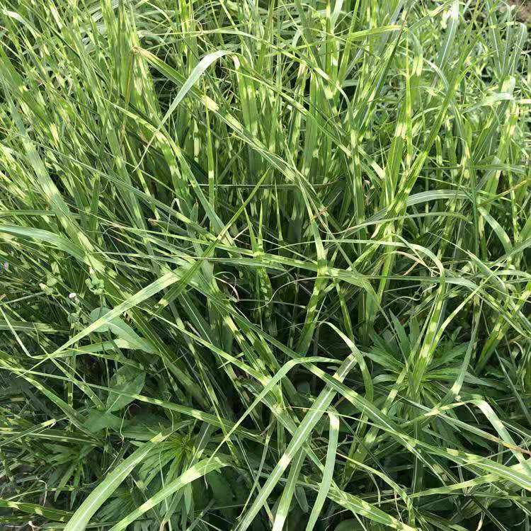 斑叶芒价格 青州观赏草基地 盆栽斑叶芒