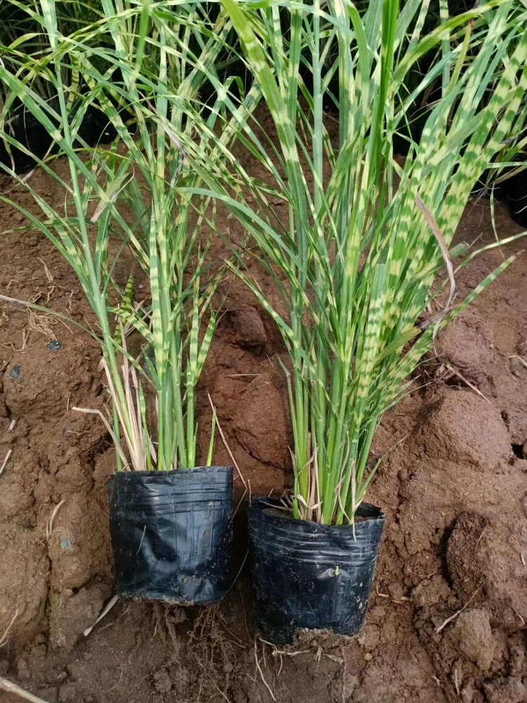 斑叶芒 观赏草种植基地