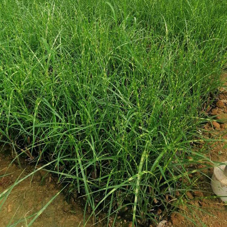 斑叶芒 多年生草本斑叶芒 盆栽斑叶芒