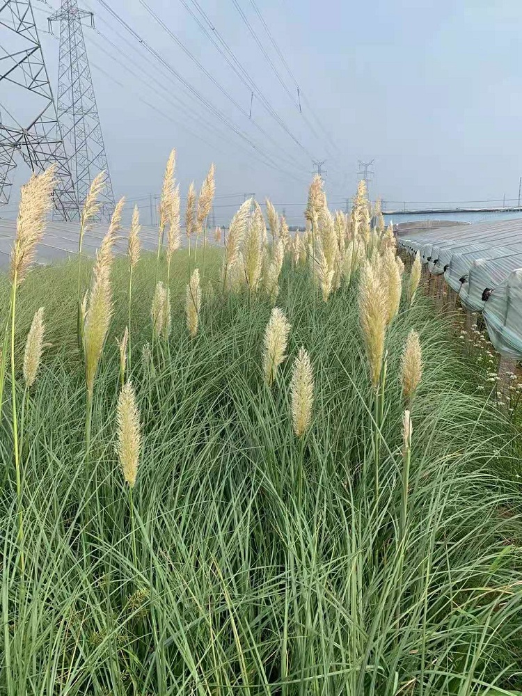 草类植物 矮蒲苇批发 蒲苇价格