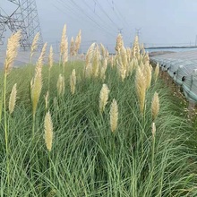 草类植物 矮蒲苇批发 蒲苇价格