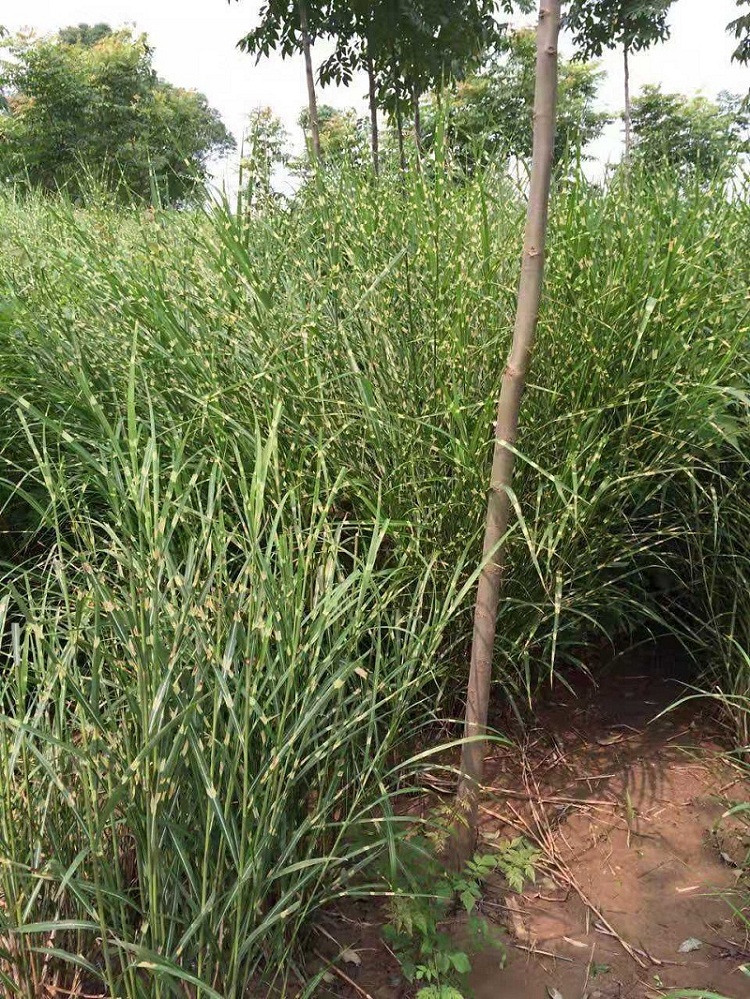 多芽斑叶芒 观赏斑叶芒 顺和花卉