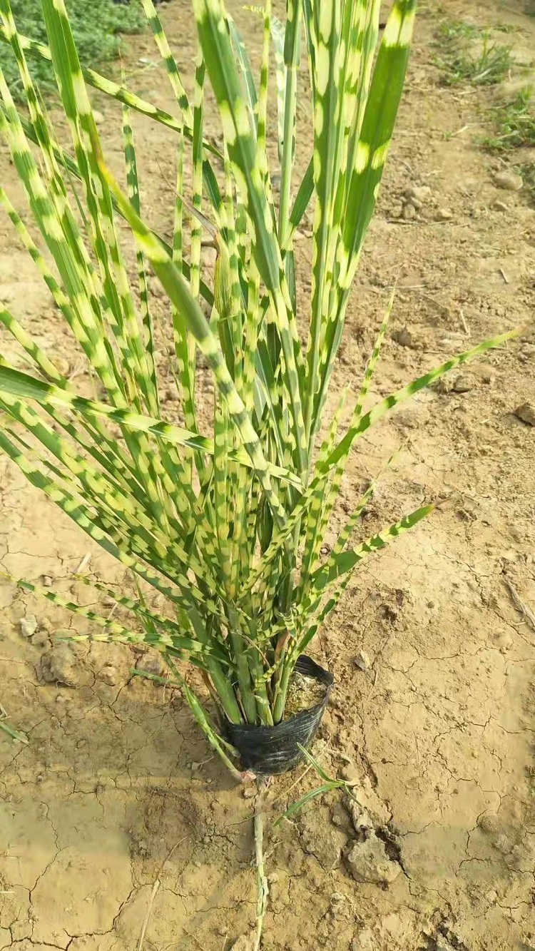 斑叶芒批发