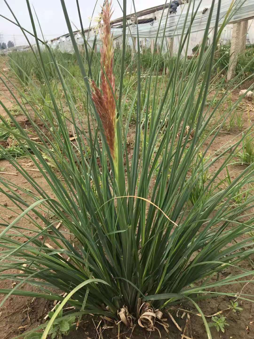 矮蒲苇杯苗