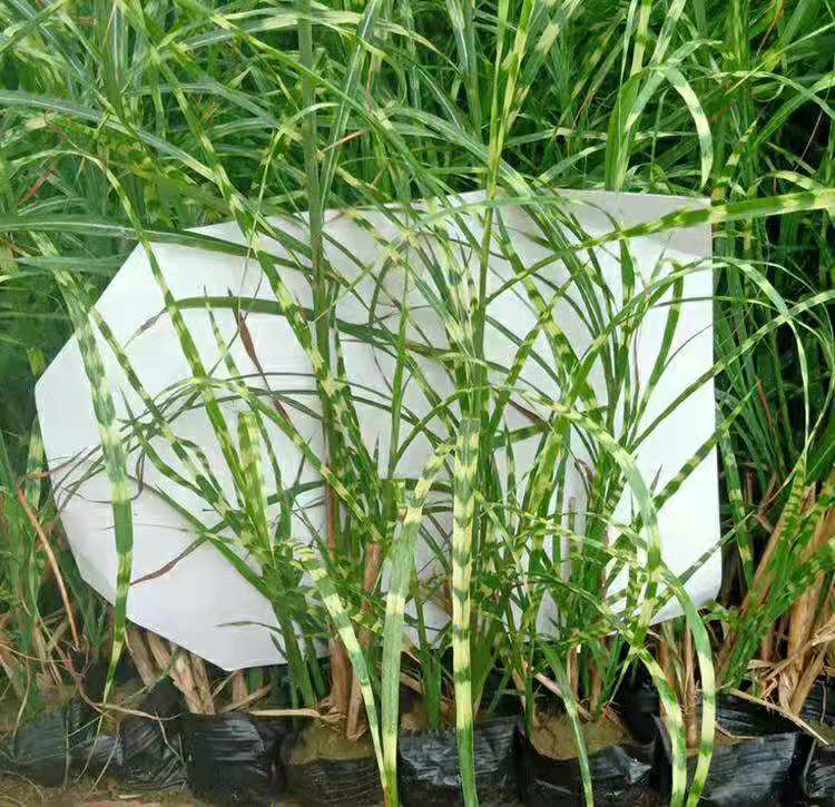 斑叶芒种植基地 多年生斑叶芒 营养钵斑叶芒