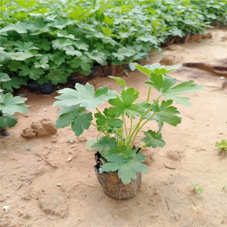 大花飞燕草种植基地 大花飞燕草报价 山东大花飞燕草精选厂家 江瑞园艺