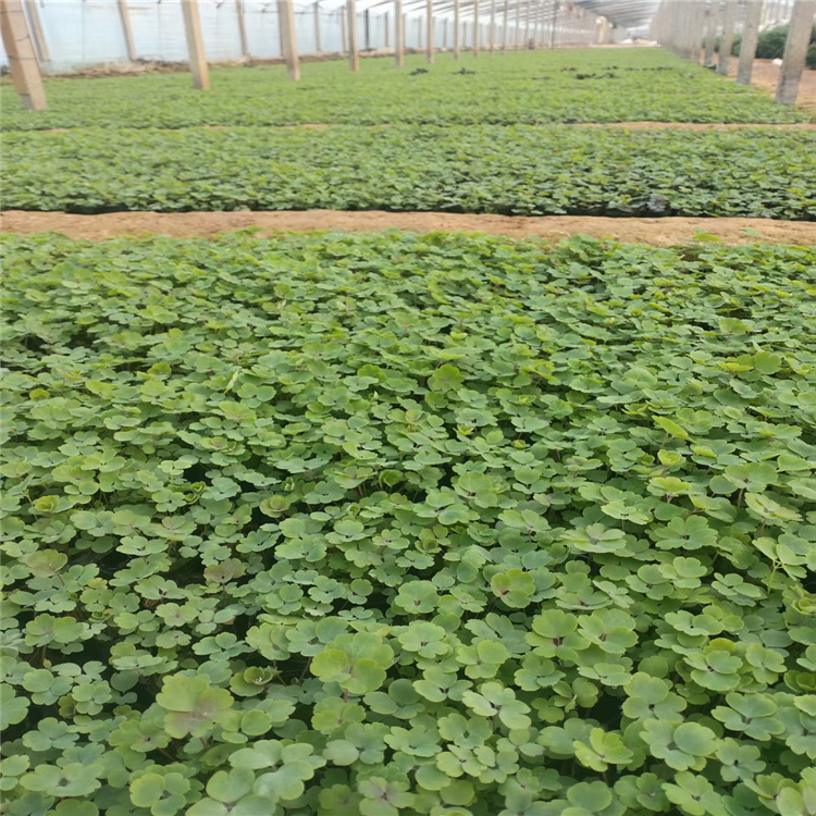 耧斗菜价格 耧斗菜种植基地 山东耧斗菜精选厂家 现货供应欢迎选购