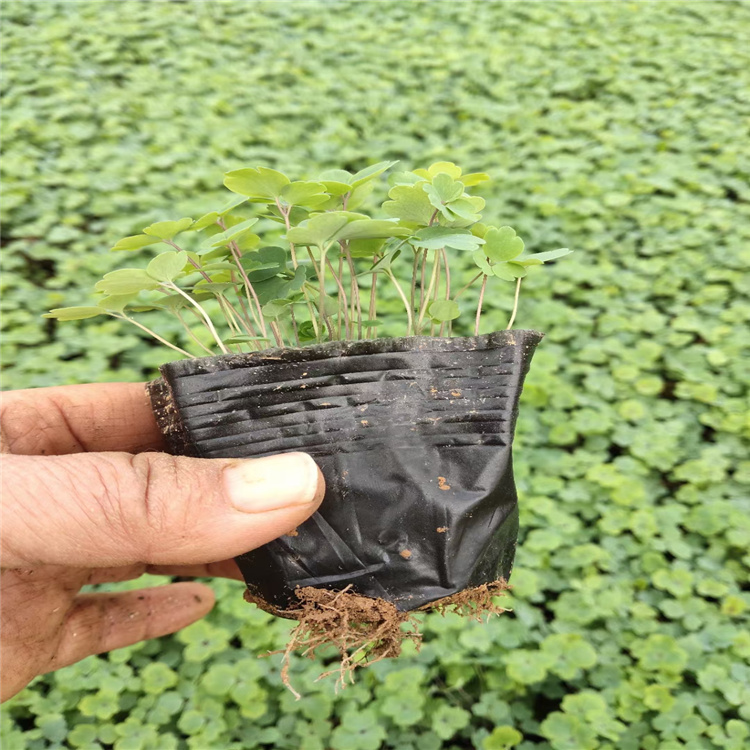 耧斗菜批发 耧斗菜价格 耧斗菜基地厂家