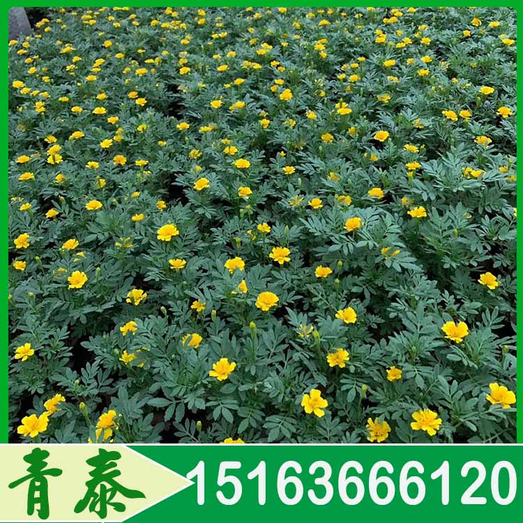 绿化工程用孔雀草小苗 孔雀草批发 园林绿化 养护简单 易成活
