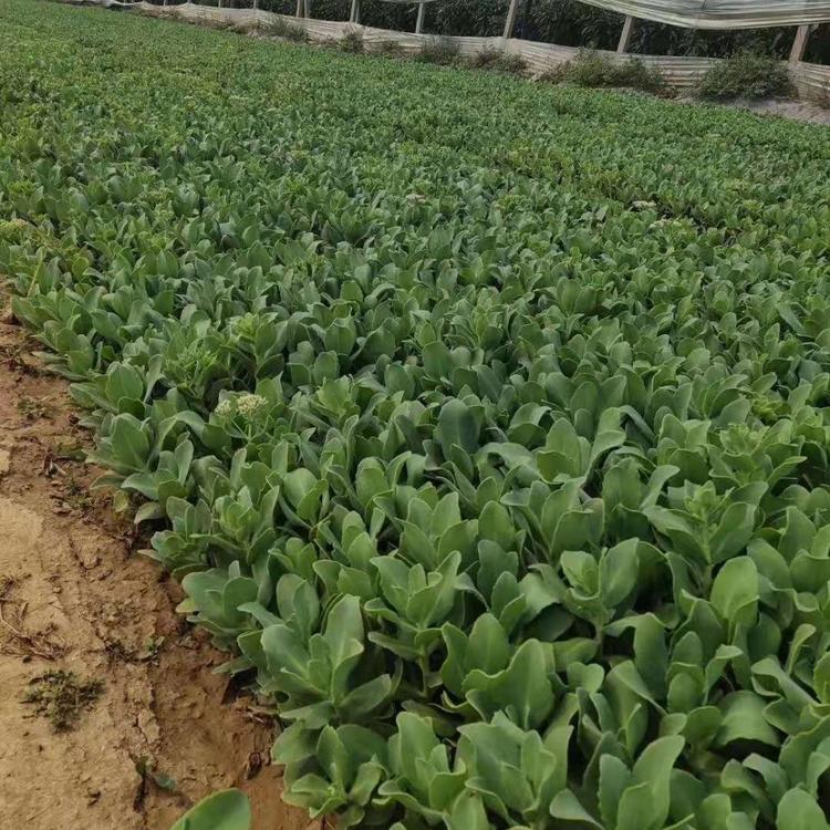 青泰 八宝景天价格  全株白粉 呈灰绿色   花期7-10月