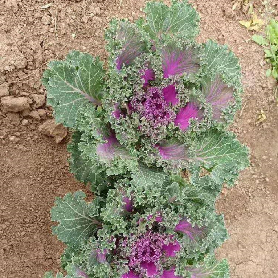 羽衣甘蓝双色盆  冬季景观造型租摆羽衣甘蓝盆栽 倒地处理 欢迎询价