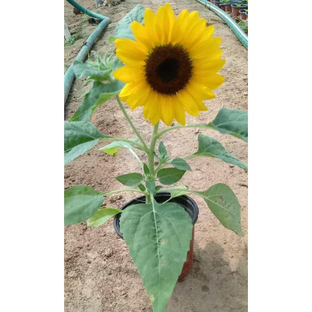 铭雅 向日葵供应 一年生草本 高1-3.5米 夏季开花 有果实 