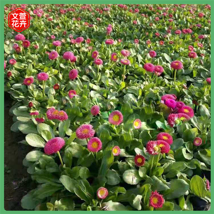 文萱 复古小雏菊 学生书签礼盒卡片家居装饰菊花